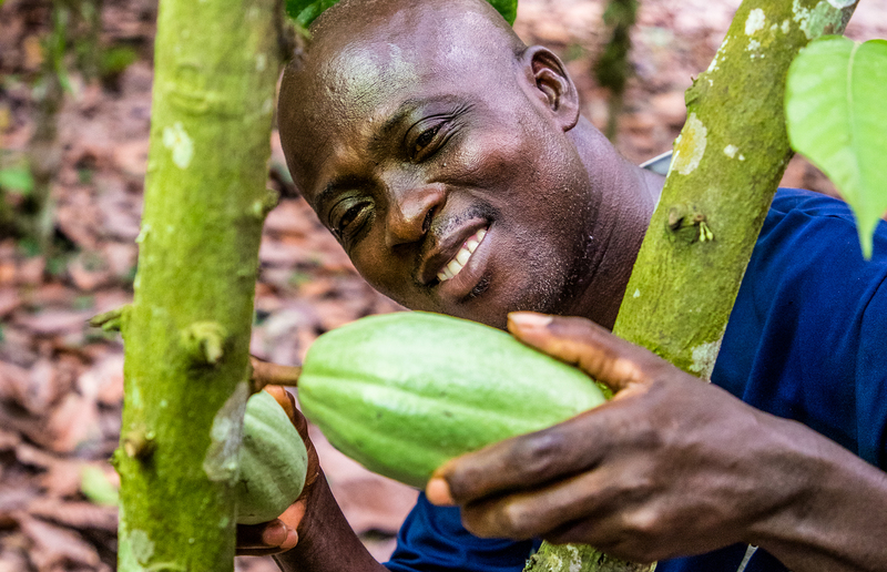 Cocoa farmer Paul Bukuroh Appiah, a FEDCO client, inspecting a cocoa pod on his farm